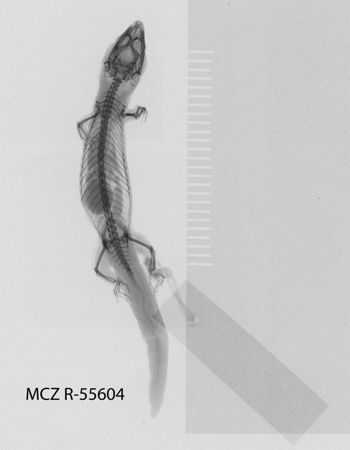 Media type: image;   Herpetology R-55604
